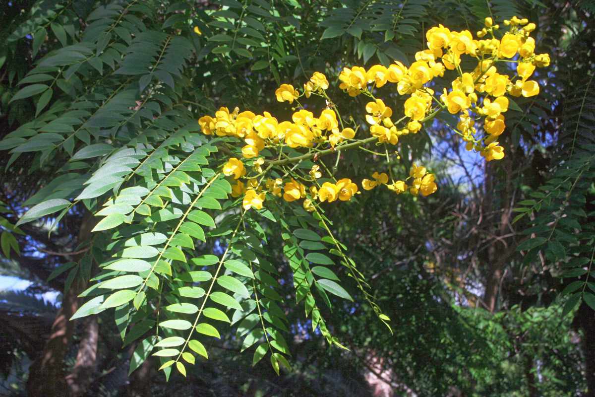 Senna spectabilis Sena je vhodná k pěstování v nádobě