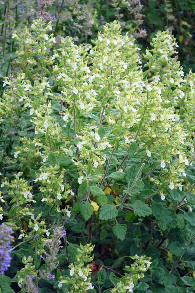 Teucrium flavum Teucrium flavum