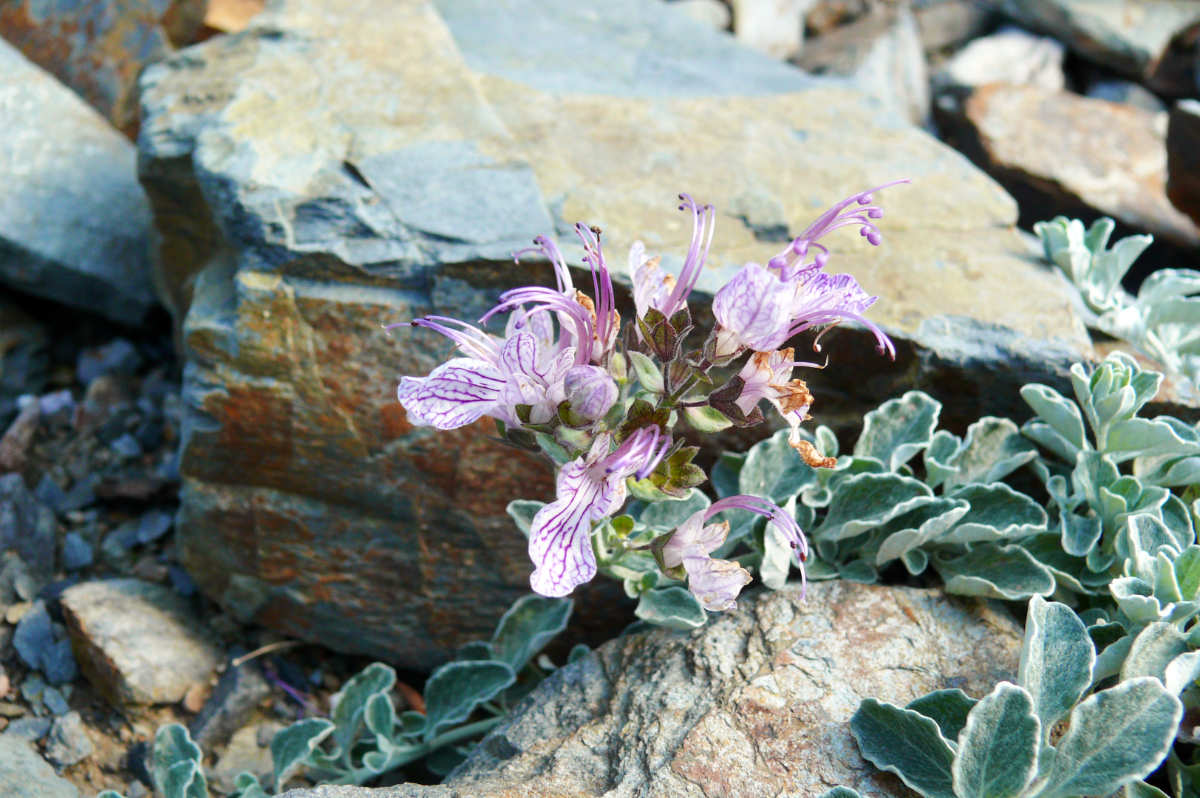 Teucrium aroanium ožanka je nenáročná trvalka