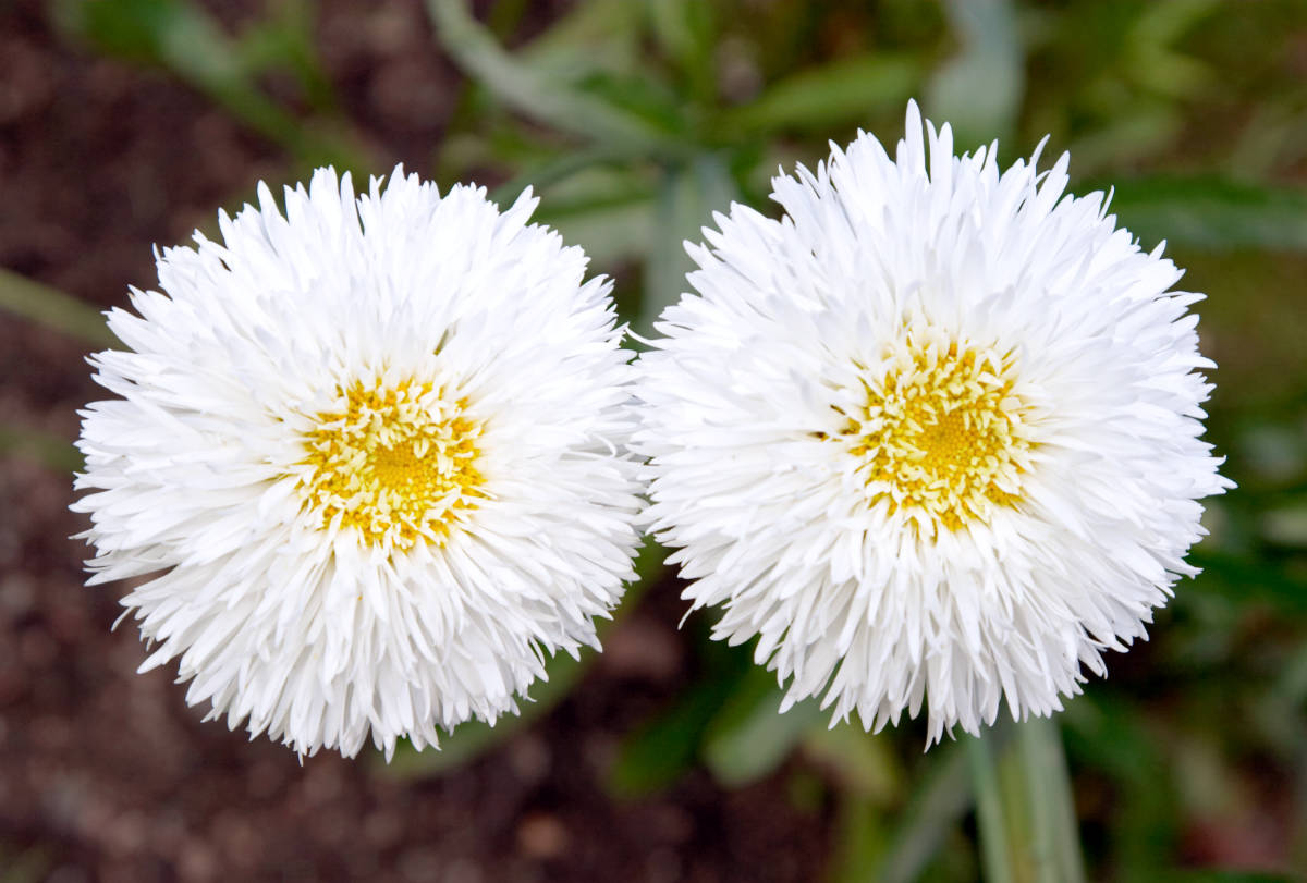 Leucanthemum Sněhurka