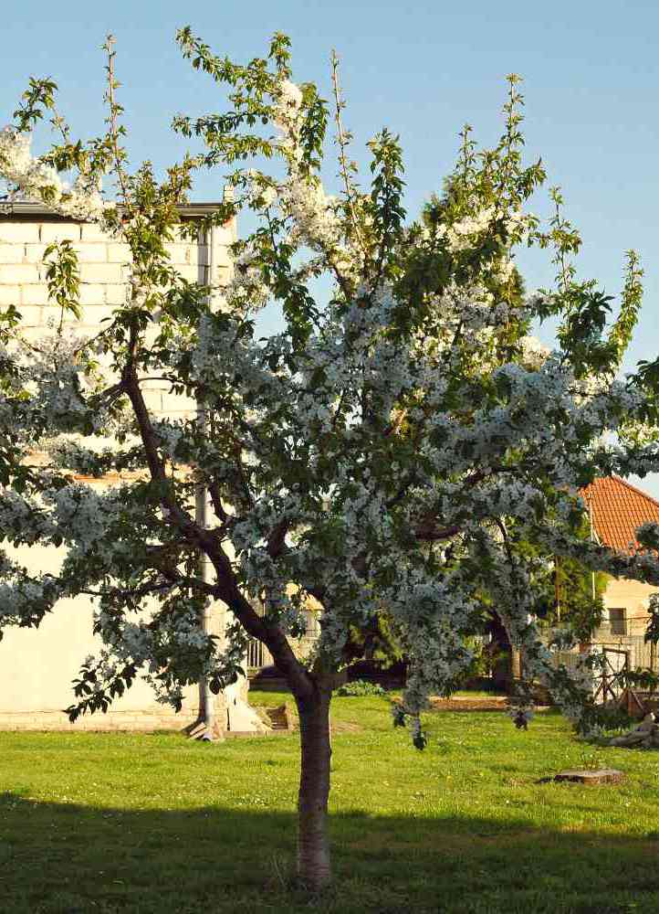 Šestiletá třešeň po předchozím přebudování nevhodně zapěstované koruny Šestiletá třešeň po předchozím přebudování nevhodně zapěstované koruny