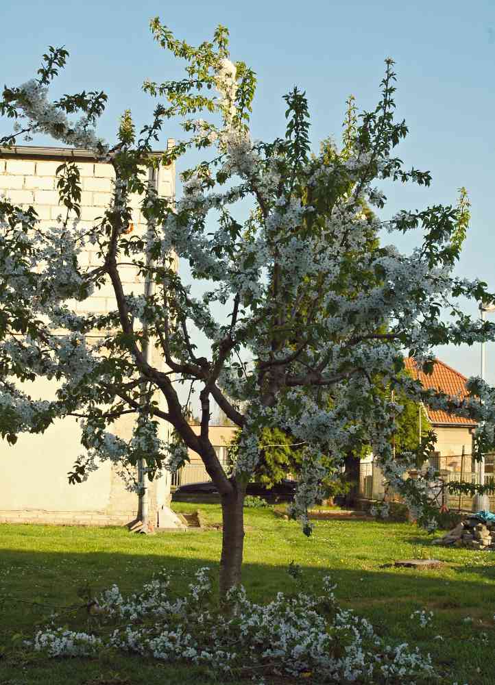 Zde byl uskutečněn pouze lehčí prosvětlovací řez. Potřeba udržovacího řezu v následných letech bude malá Zde byl uskutečněn pouze lehčí prosvětlovací řez. Potřeba udržovacího řezu v následných letech bude malá