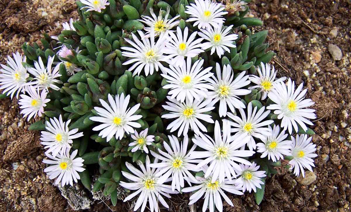 Delosperma luckhofii