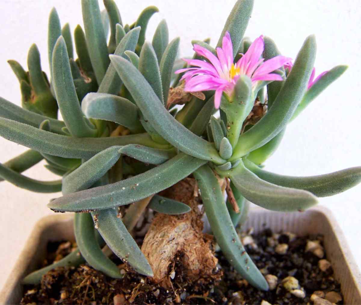 Delosperma harazianum