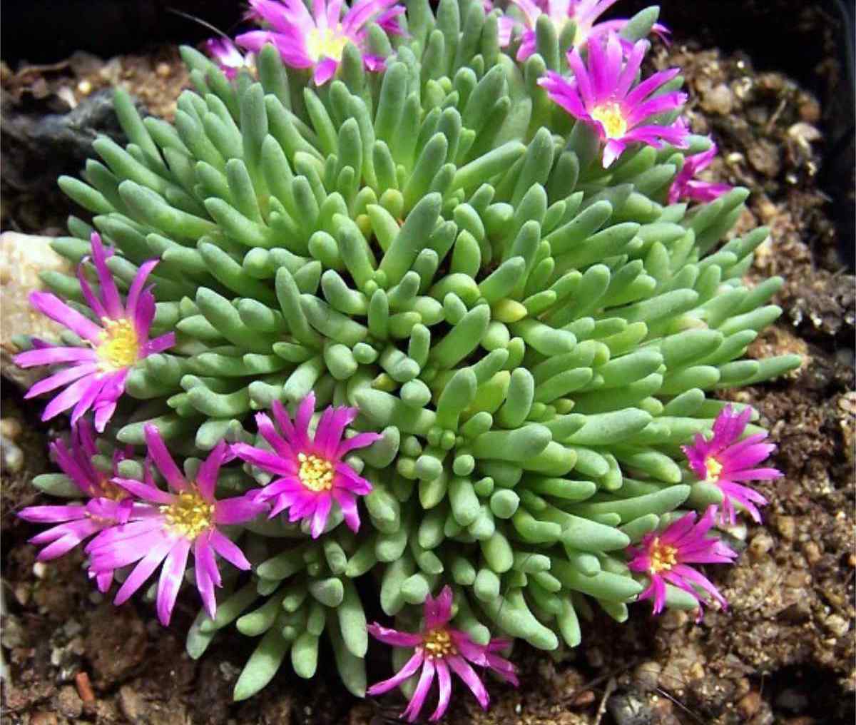 Delosperma spalmanthoides