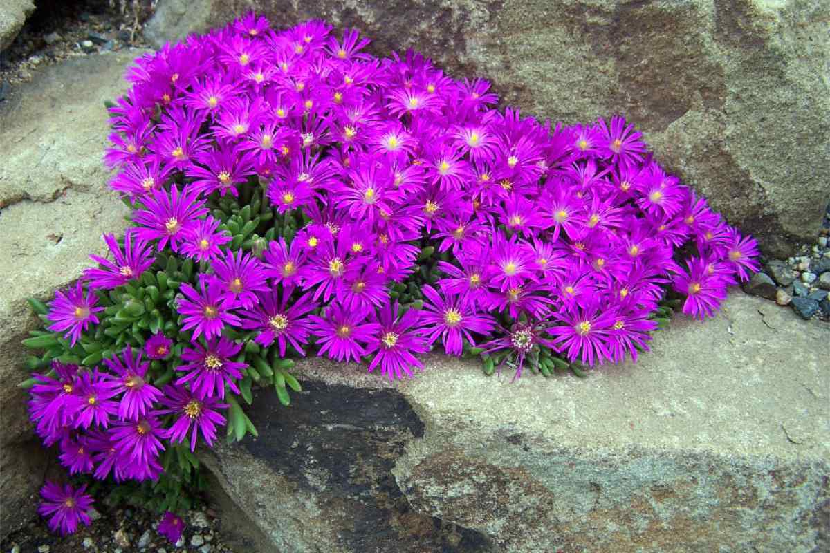 Delosperma laevisae Delosperma laevisae