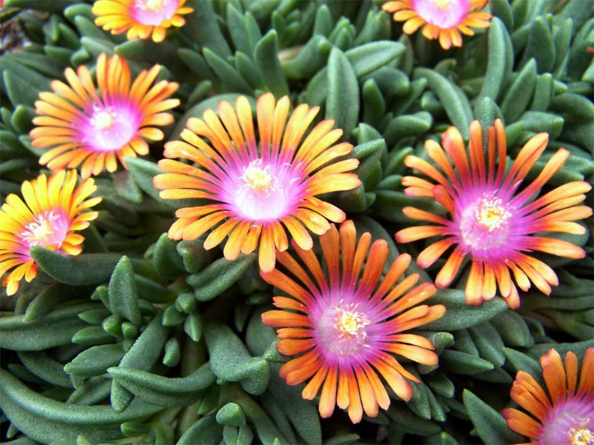 Delosperma a její zimovzdorné druhy