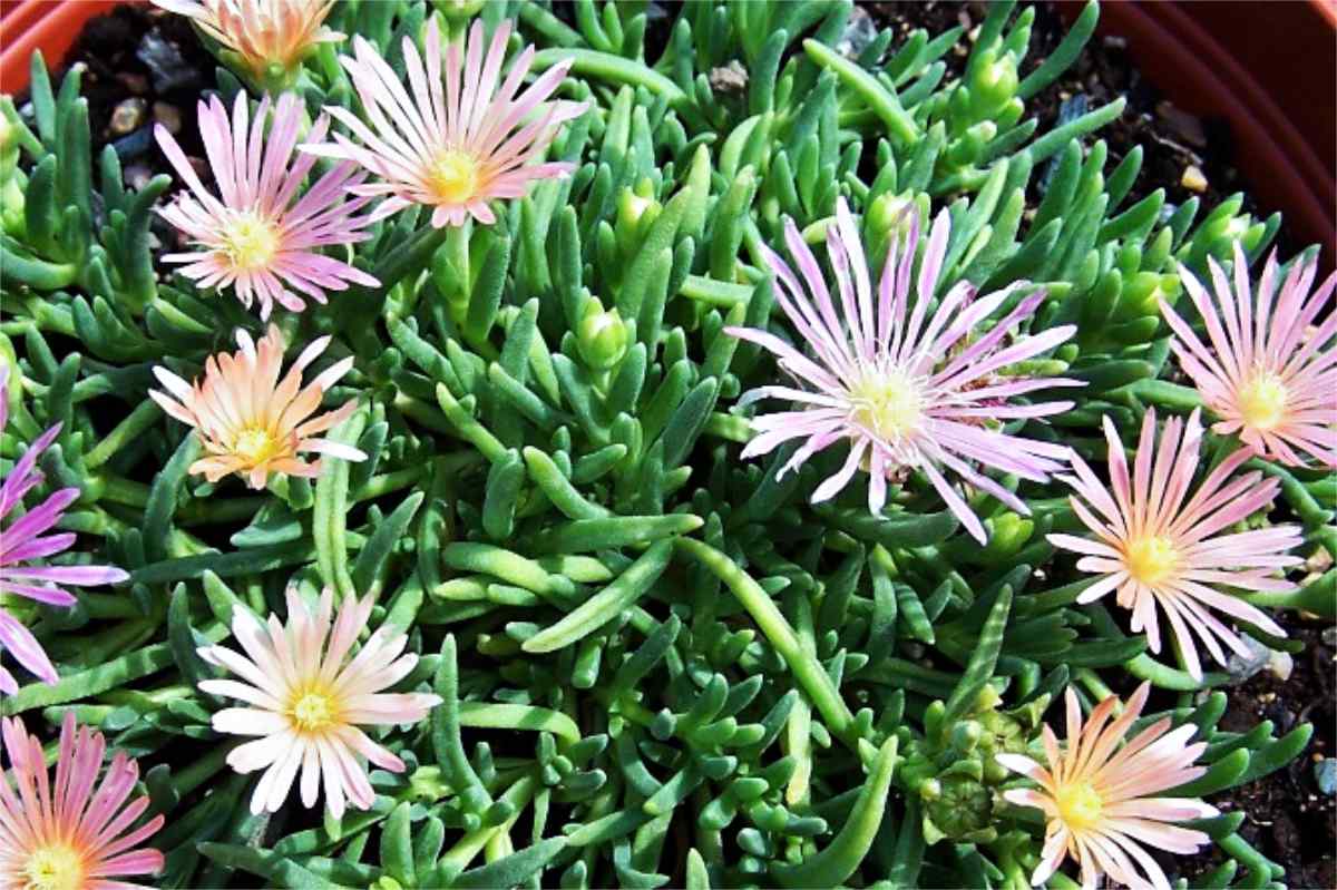 Delosperma cooperi cv. Mesa Verde Delosperma cooperi cv. Mesa Verde