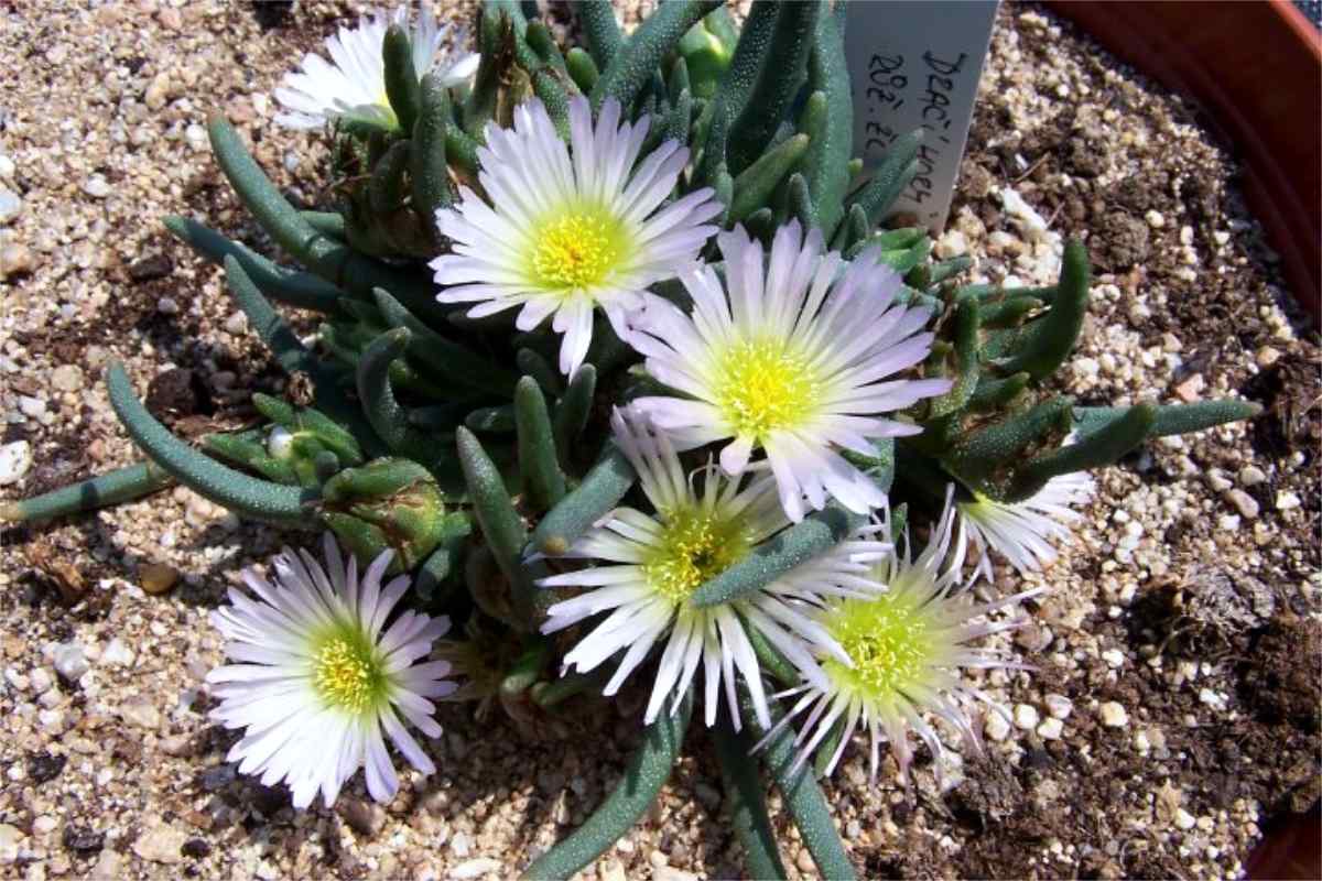 Delosperma holzbecherorum Delosperma holzbecherorum