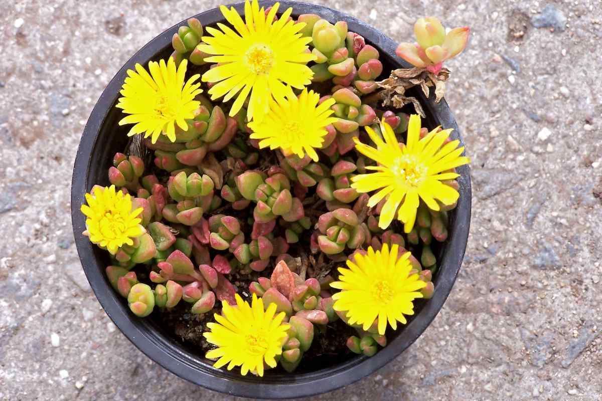 Delosperma nubigenum Delosperma nubigenum