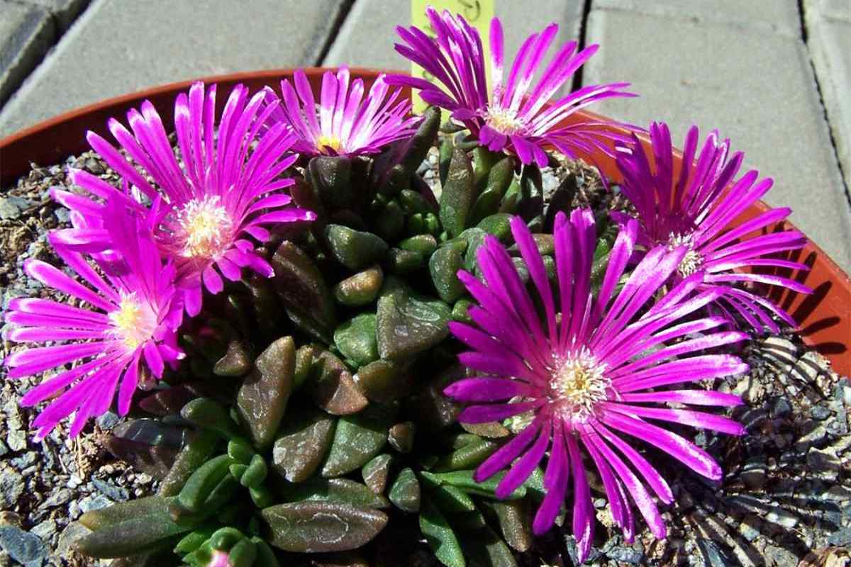 Delosperma parentum Delosperma parentum