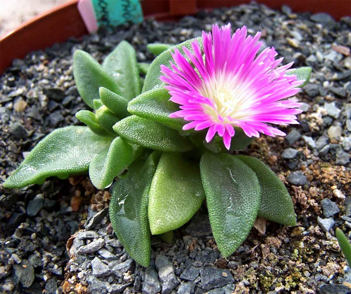 Delosperma deilanthoides