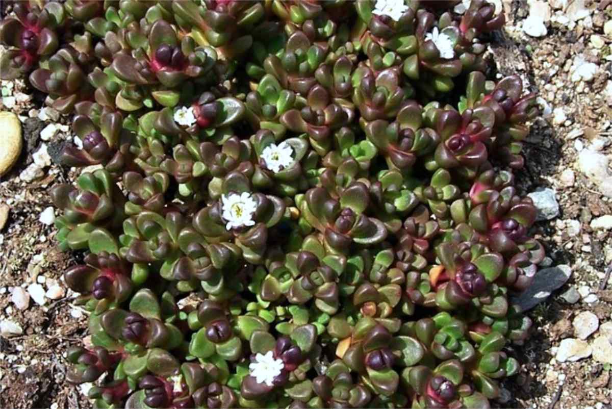 Delosperma seanii-hoganii tvoří nízké trsy Delosperma seanii-hoganii tvoří nízké trsy
