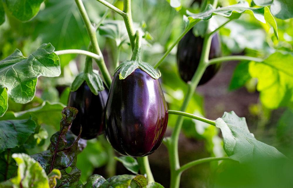 Rod Lilek (Solanum) zahrnuje asi 1500 druhů a je rozšířen po celém světě Lilek je zelenina s dlouhou vegetační dobou