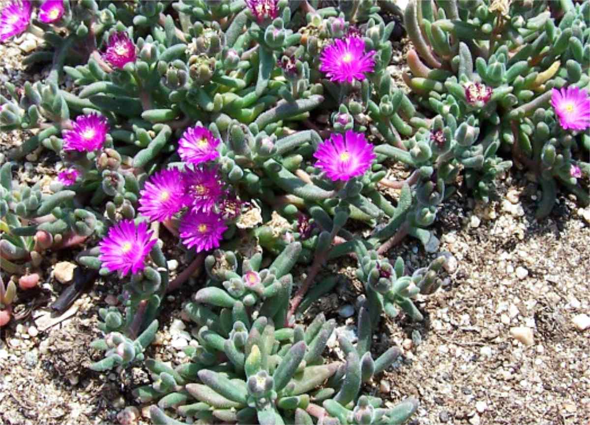 Trsovitý druh delospermi Delosperma aberdeense