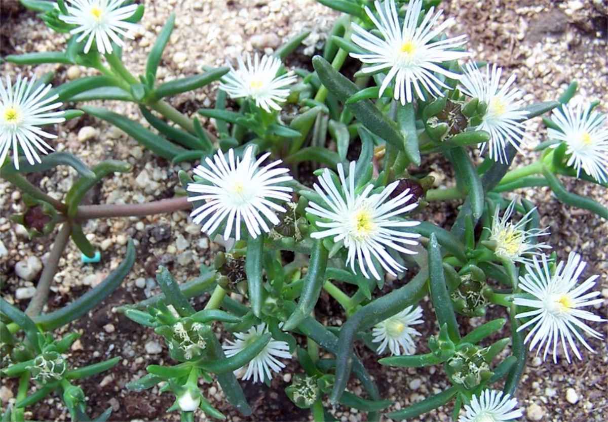 Delosperma a její mrazuvzdorné odrůdy