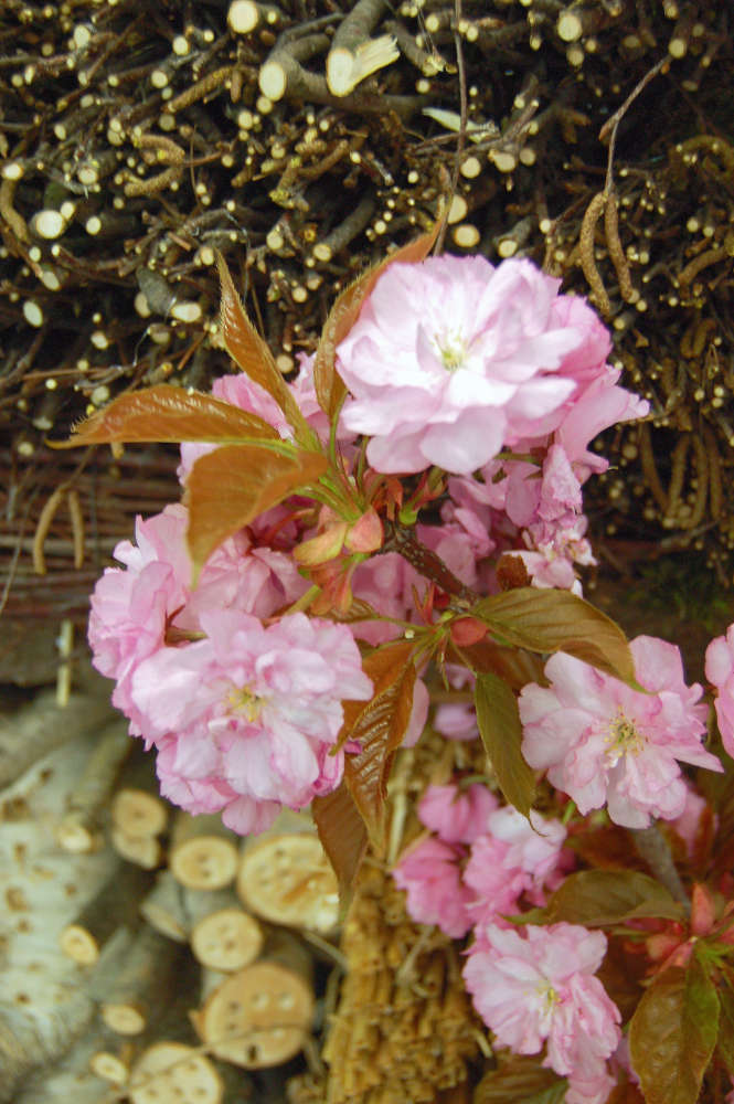 Rychlená Prunus triloba, s lískou v pozadí rychlení dřevin