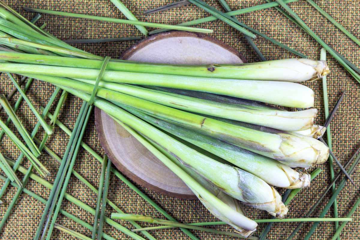 Citronová tráva; její obliba jako léčivky a aromatické rostliny hodně roste Citronová tráva; její obliba jako léčivky a aromatické rostliny hodně roste
