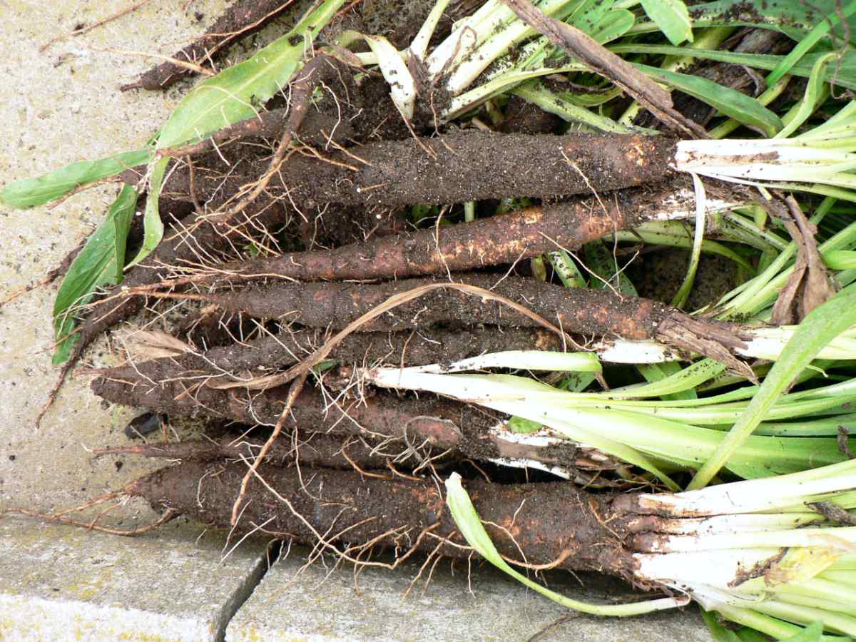 Čerstvě sklizený černý kořen zelenina na advent