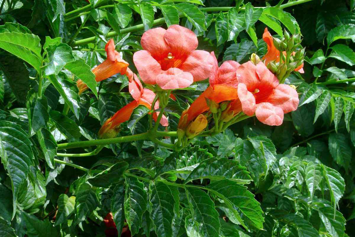 Blízce příbuzný pyrostegii je trubač kořenující (Campsis radicans), který ovšem v našich podmínkách přezimuje bez problémů Blízce příbuzný pyrostegii je trubač kořenující (Campsis radicans), který ovšem v našich podmínkách přezimuje bez problémů