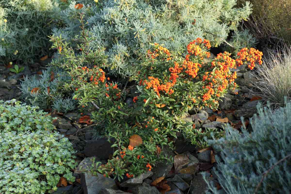 Pyracantha coccinea Compacta Plody hlohyně