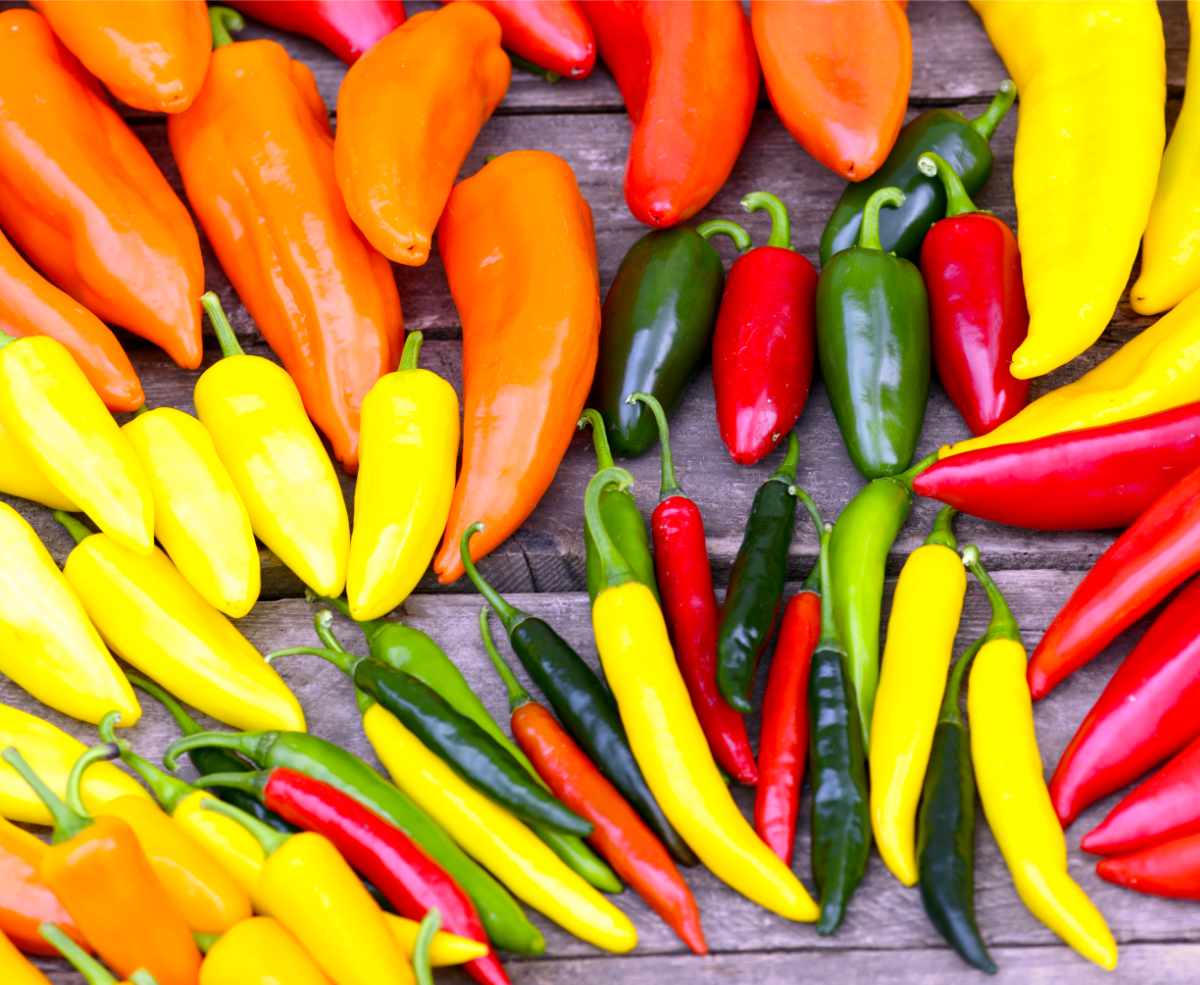 Paprika; malý průvodce jejími odrůdami