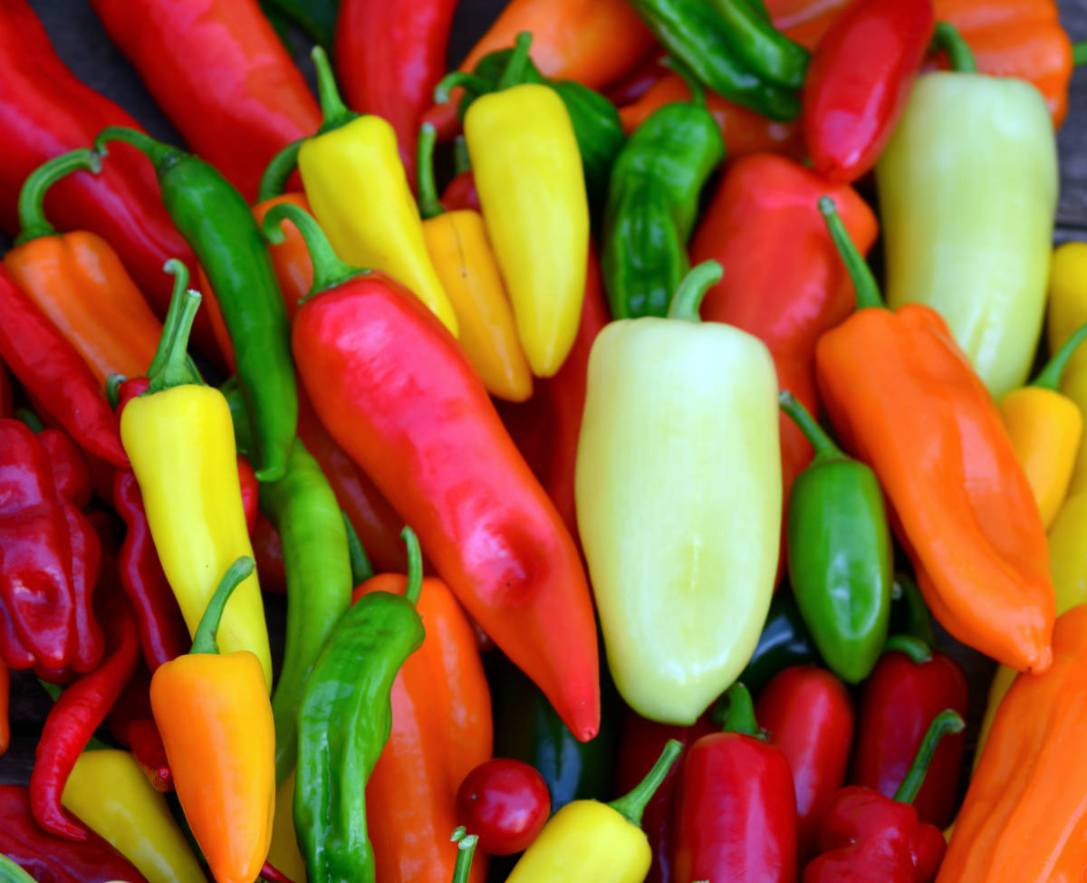 Kvadratická paprika 