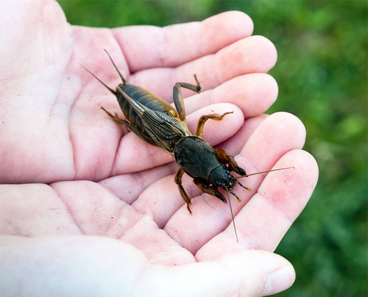 Krtonožka; co dělat, abychom tohoto škůdce vyhnali ze záhonů
