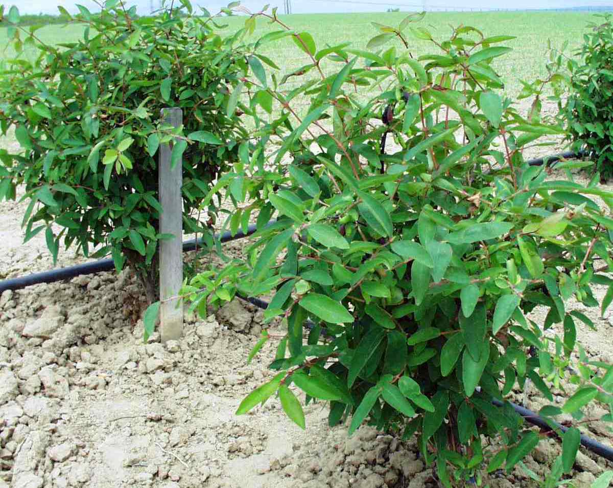 Lonicera caerulea var. kamtschatica