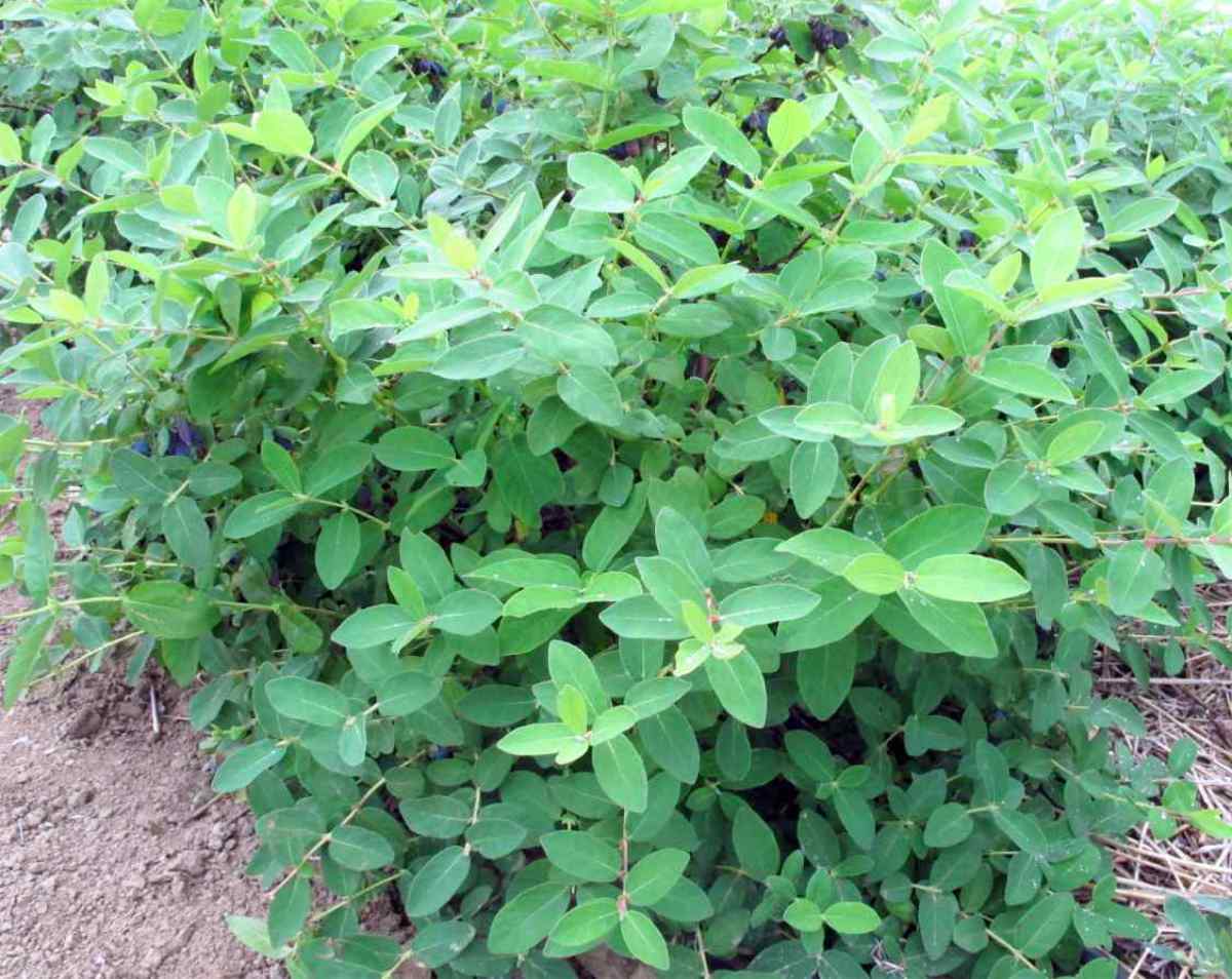 Lonicera caerulea edulis