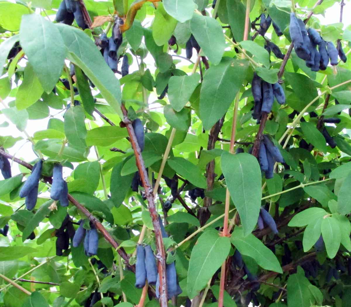 Odrůda Blue King Odrůda zimolezu se sladkými plody