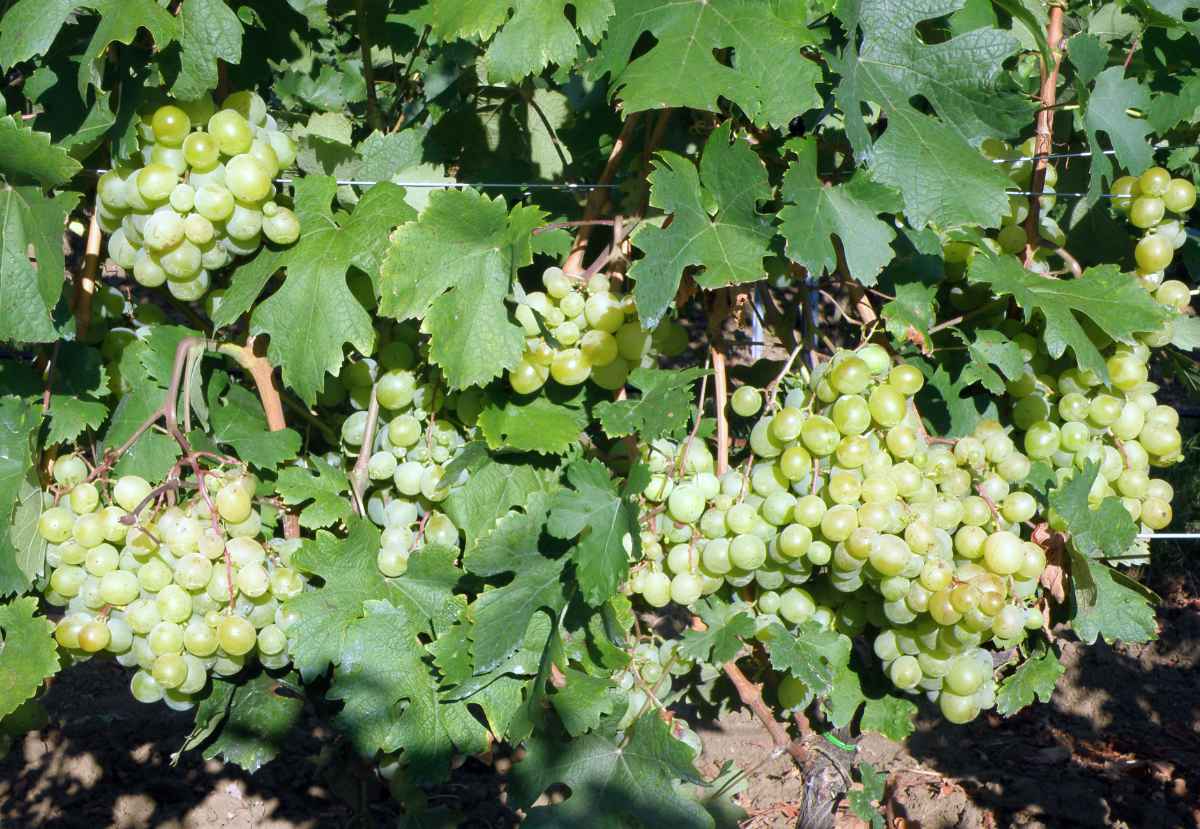 Rané stolní odrůdy révy: Arkadia, Glenora, Brigantina, Tigin,...