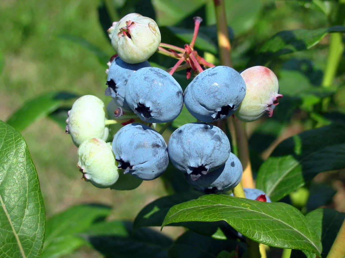 Bluecrop