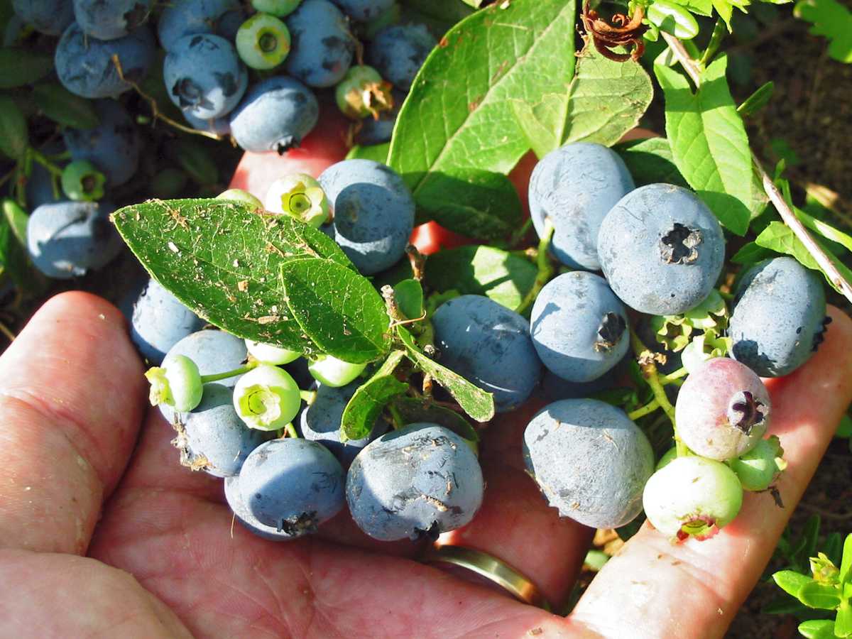 Blueray
