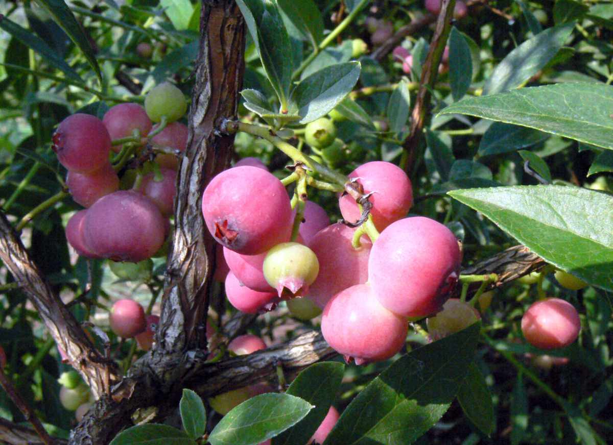Pink Lemonade