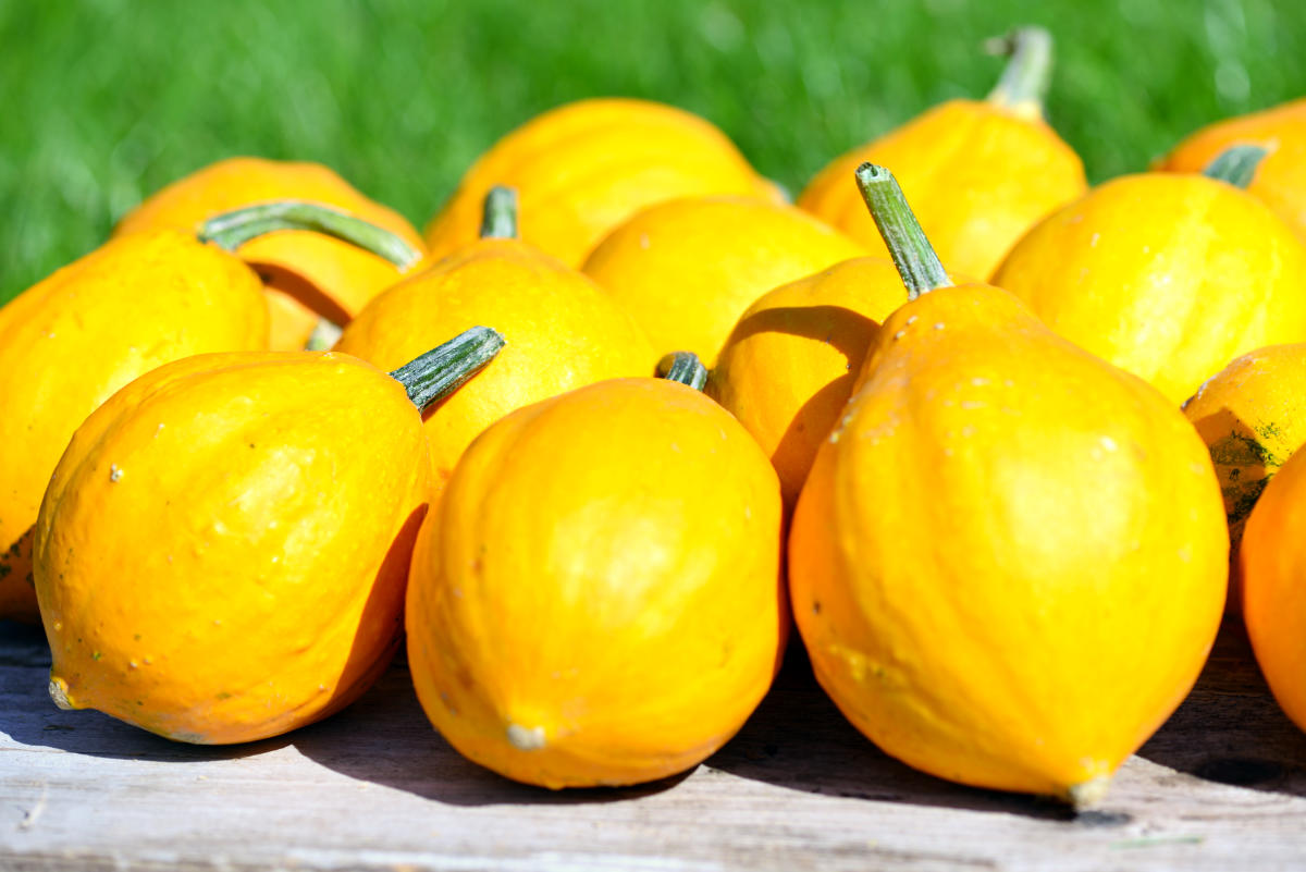 Lemon Squash tykev