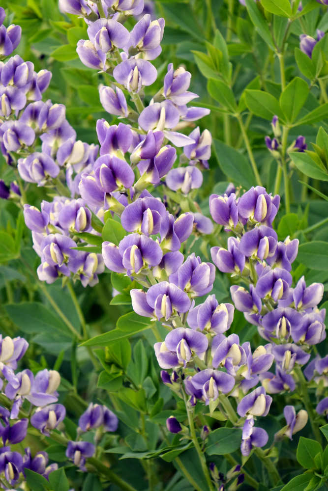 Blue Wisteria Blue Wisteria