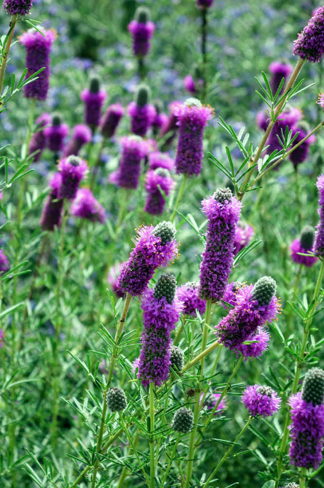 Dalea purpurea Dalea patří mezi náročnější trvalky