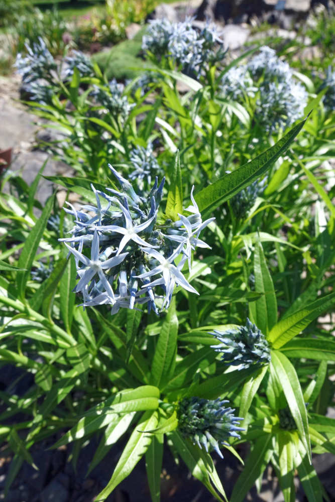 Amsonia elliptica Amsonia elliptica