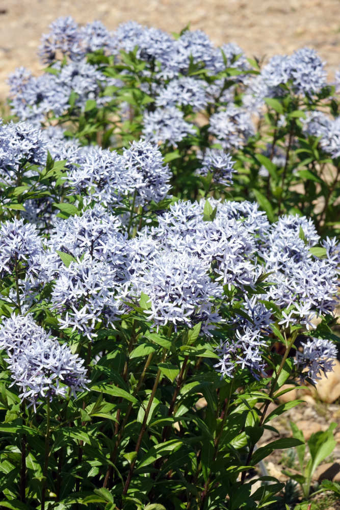 Amsonia tabernaemontana Short Stack Amsonia tabernaemontana Short Stack