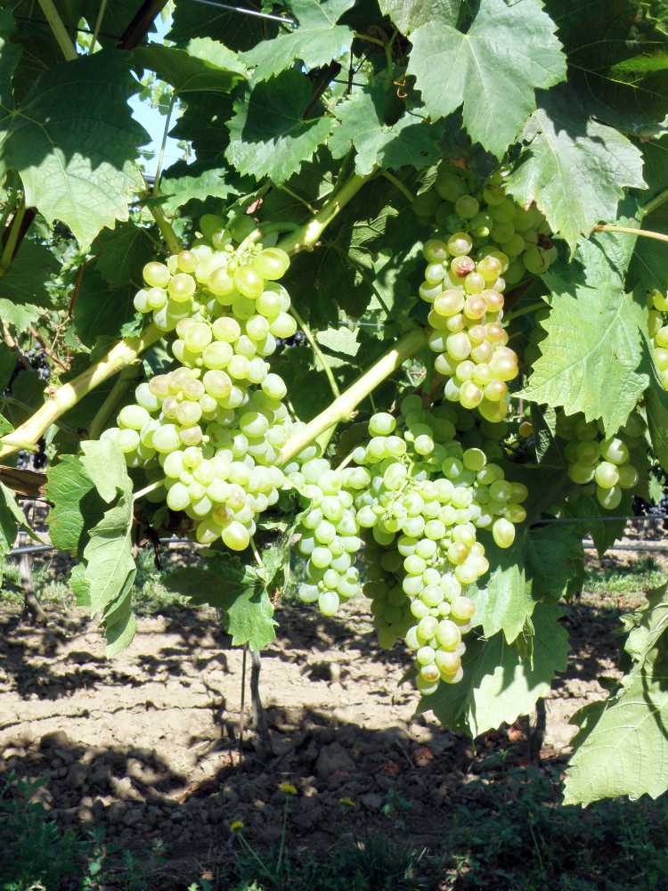 Remaily Seedless Remaily Seedless