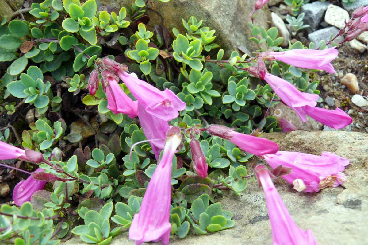Penstemon rupicola Penstemon rupicola