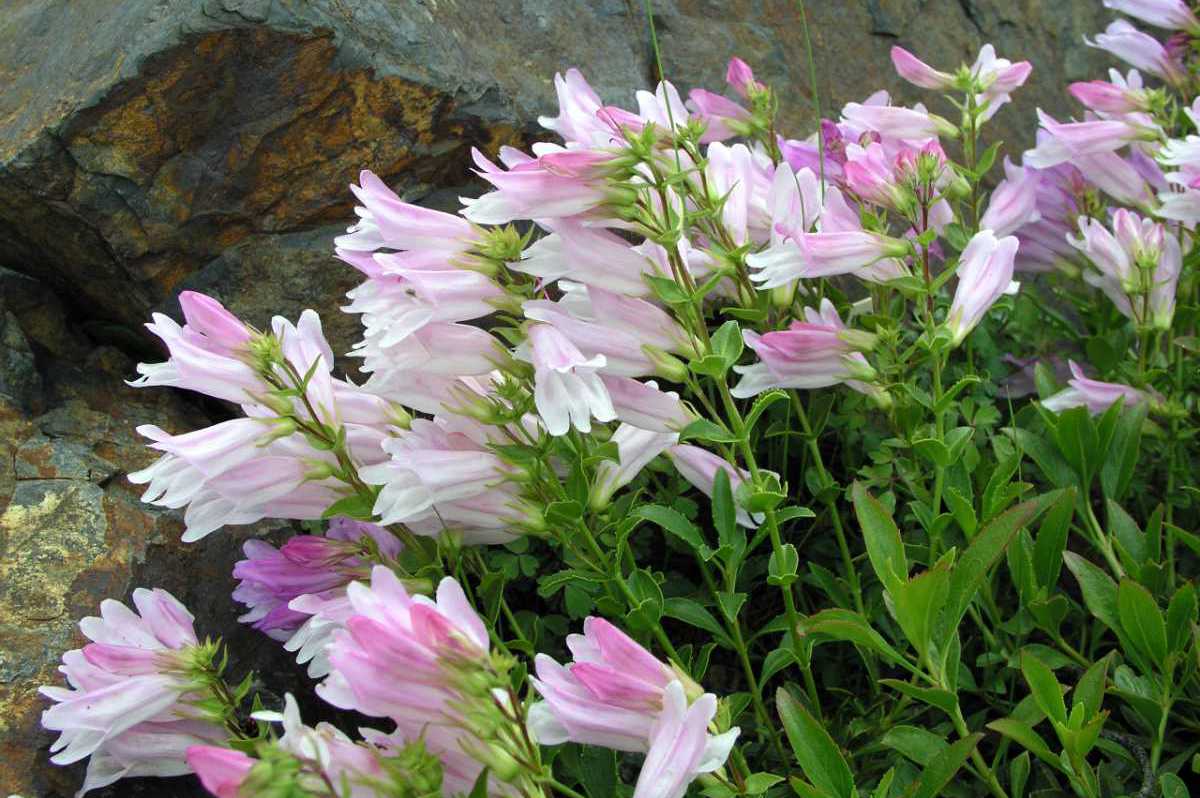 Penstemon cf. fruticosus forma s bílorůžovými květy Penstemon cf. fruticosus forma s bílorůžovými květy