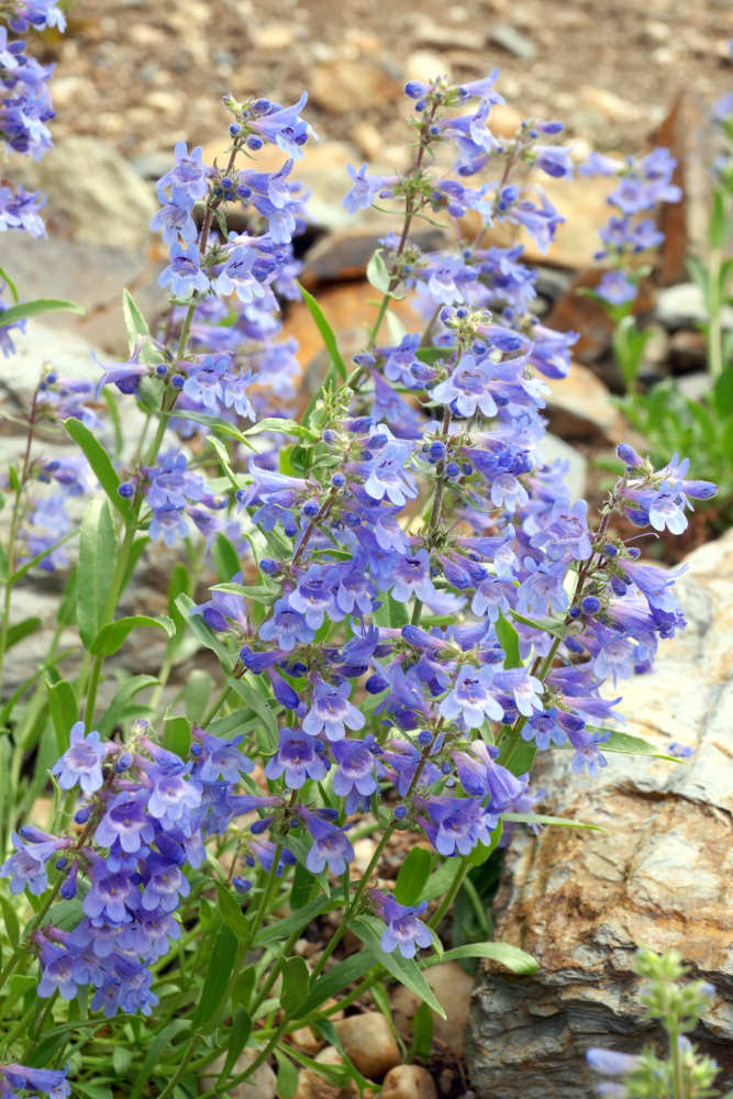 Penstemon cf. saxosorum Penstemon cf. saxosorum