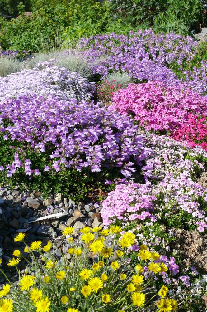 P. davidsonii var. menziesii v kombinaci s plamenky P. subulata, Erigeron linearis a nízkými kostřavami Dračíky na skalce