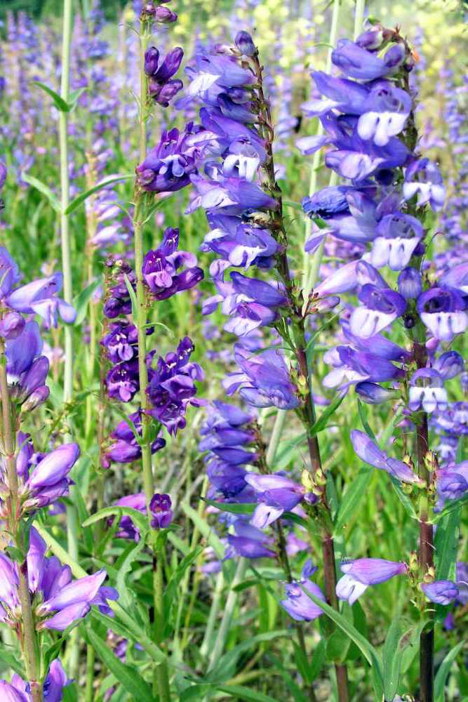 Penstemon strictus Penstemon strictus