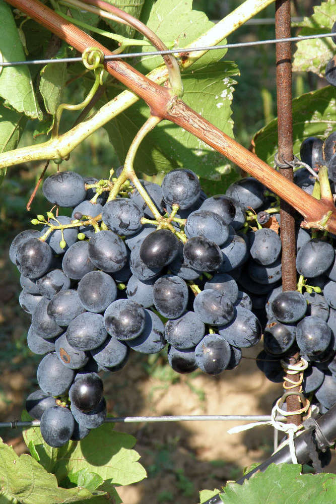 Moldova Moldova