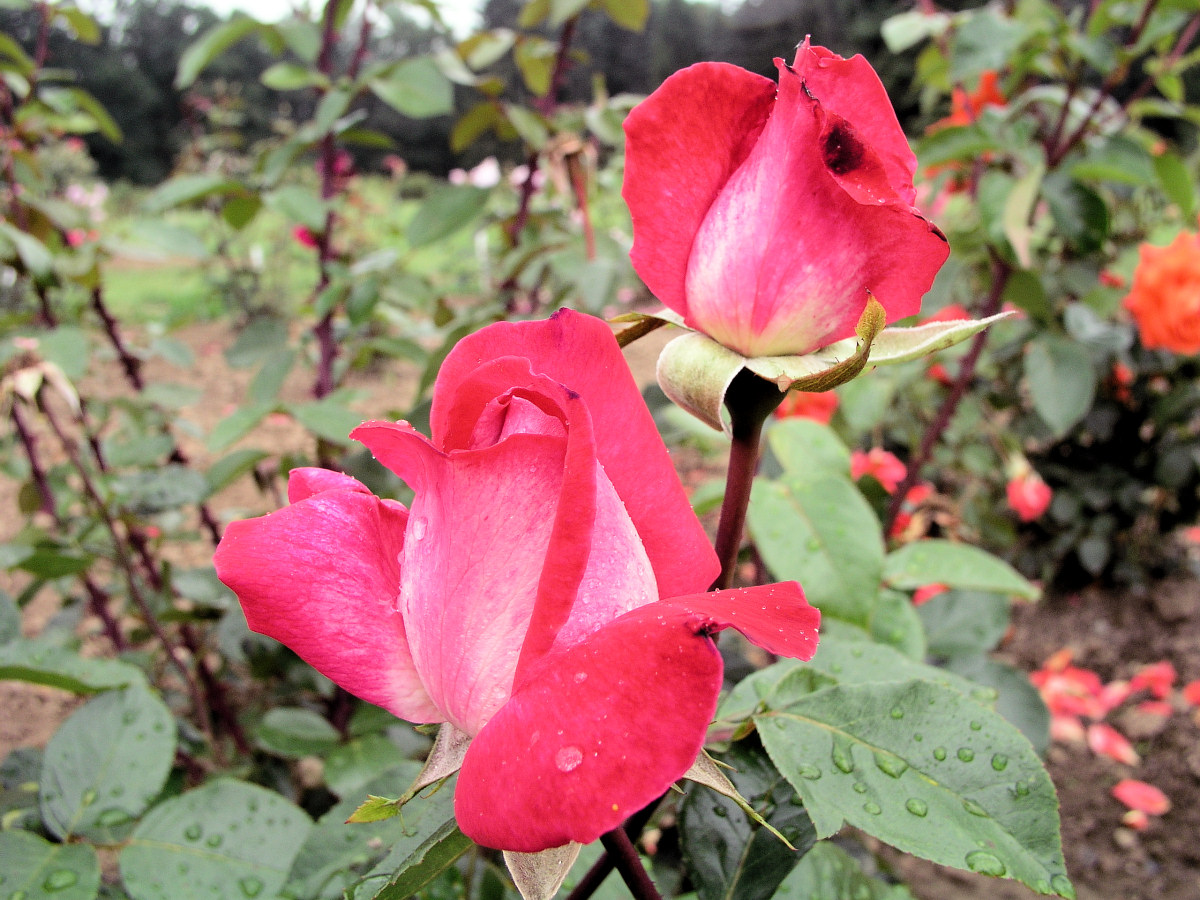Čajohybrid s něžnou vůní Rose Gaujard Čajohybrid Rose Gaujard kvete od třešňově červené přes fialovou do bílostříbrné