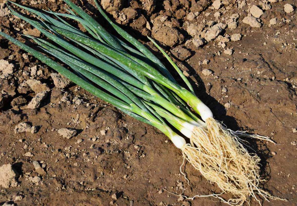 Cibule sečka ´Strada´ vysetá 20. června Cibule zimní sečka není náročná na pěstování