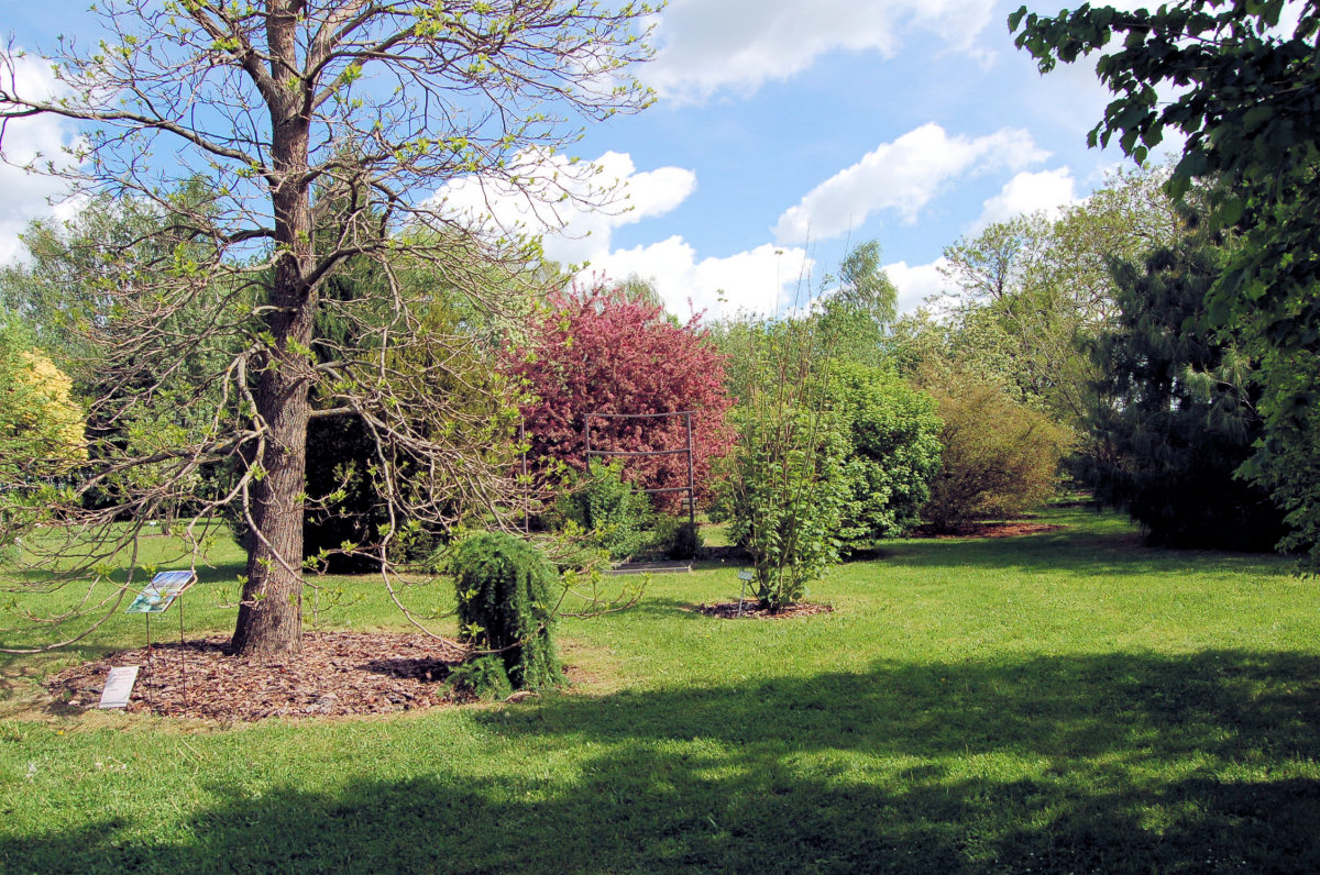 Včelařské arboretum Nasavrky shromažďuje a návštěvníkům představuje zdroje včelí pastvy Včelařské arboretum Nasavrky shromažďuje a návštěvníkům představuje zdroje včelí pastvy
